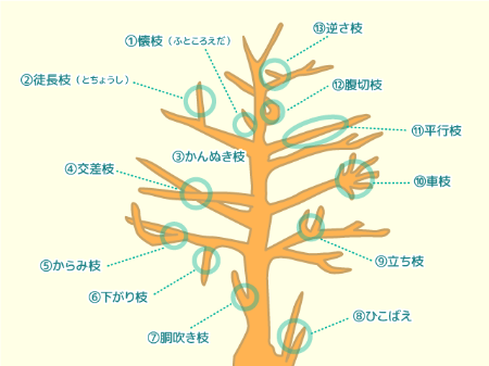 剪定 せんてい とは 初心者でもわかる剪定時期や剪定方法のまとめ すまいのほっとライン