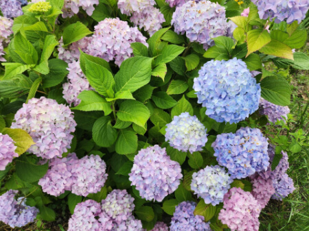 育てやすい紫陽花の品種