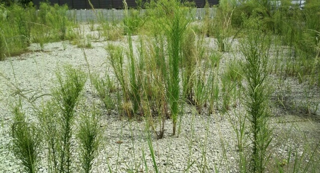 【草むしりの道具】雑草が伸びないようにする3つの方法