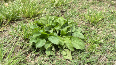 芝生の雑草に除草剤を使う時の8つの注意点