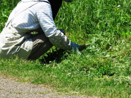 草むしりをラクにするポイントや草むしりの道具をまとめて紹介します すまいのほっとライン