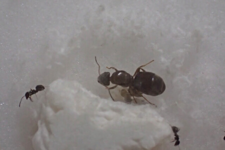 女王アリは駆除が難しい 白蟻の女王アリを駆除する3つの方法まとめ すまいのほっとライン