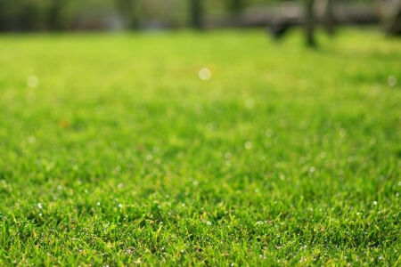 芝生の種類 芝張りする前に芝生の種類や特徴を知っておいた方がいい すまいのほっとライン