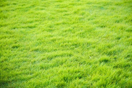 芝生の種類 芝張りする前に芝生の種類や特徴を知っておいた方がいい すまいのほっとライン