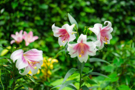 【百合の育て方】百合の花が咲いた後にする2つのこと