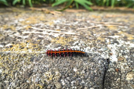 【毛虫の駆除】駆除する前に毛虫の種類を知ろう!