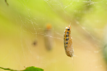 アメリカシロヒトリ