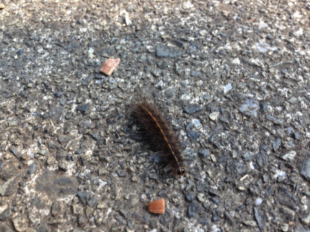 【毛虫の駆除】毒を持ってる毛虫について知っておこう!