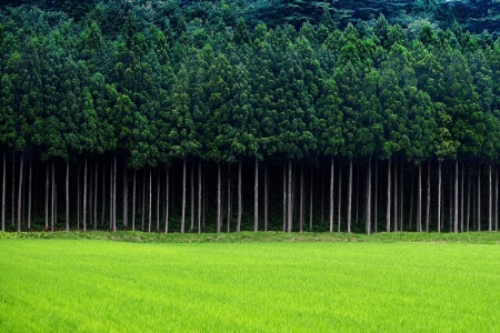 杉の伐採 日本にスギが多い理由や杉の伐採が進まない4つの理由 すまいのほっとライン