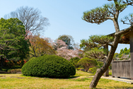 【刈り込み時期】庭木を刈り込みする時はいつ?