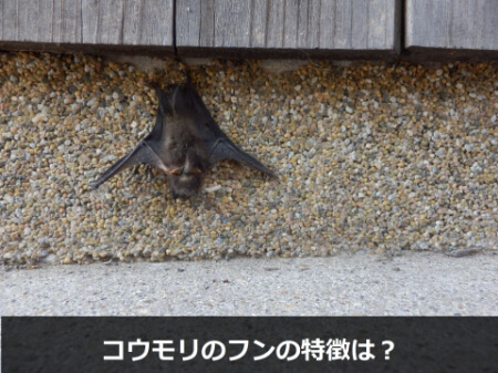 【コウモリのふん】コウモリのふんの特徴について知ろう!