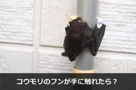 【コウモリのふん】ふんが手に触れてしまっても焦らないで!