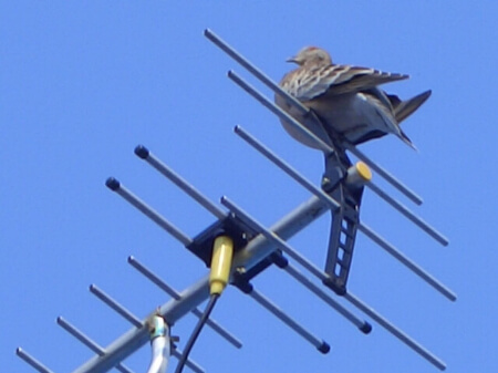 鳩の駆除 自分で ハト 鳩を駆除する方法や予防する方法のまとめ すまいのほっとライン