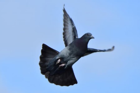 【鳩の駆除】鳩(はと)が人間に対して被害となる4つこと!