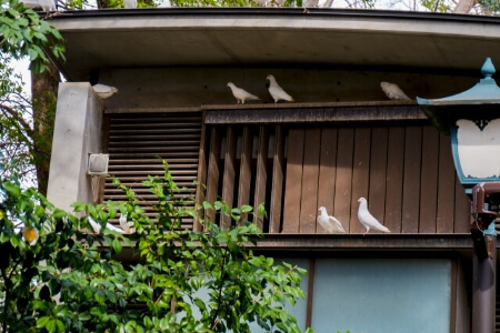 【鳩の駆除】鳩(はと)は勝手に駆除できないって知ってる?