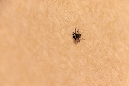 蜘蛛の糸は空を飛ぶ時に使われる