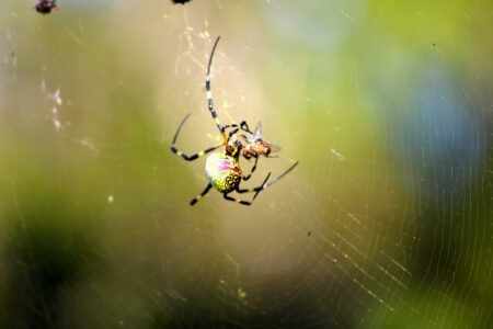 家に出る蜘蛛は私たちの強い味方 家の中の蜘蛛はゴキブリを退治する すまいのほっとライン