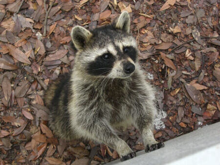 【アライグマの予防】アライグマを寄せ付けないために予防対策