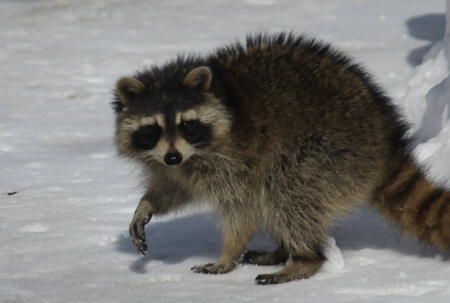 【アライグマの駆除】業者がアライグマを駆除する方法を知ろう!