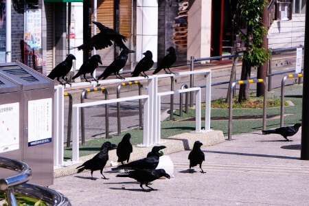 危険 カラスを撃退したいなら特徴を知ろう カラスの撃退の近道 すまいのほっとライン