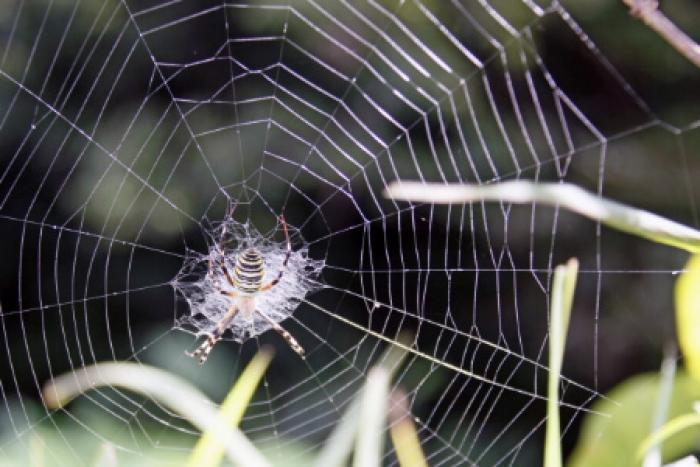 蜘蛛を駆除する方法 蜘蛛が嫌いな香りやホウキで退治しよう すまいのほっとライン