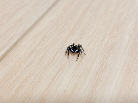 家の中を飛び回るハエトリグモに悩んでませんか ハエトリグモの特徴と駆除方法 すまいのほっとライン