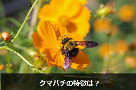 クマバチとは?温厚な性格のクマバチの特徴