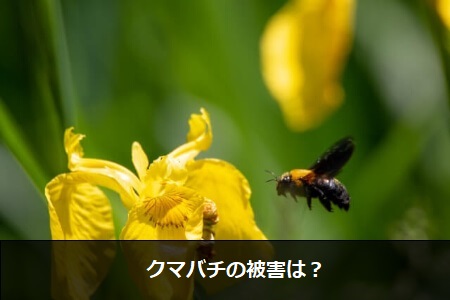クマバチの被害は?