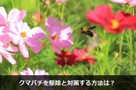 家の周りにクマバチがいるときの対処法