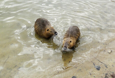 ヌートリアとはどんな動物?