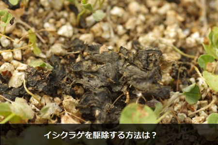 イシクラゲを駆除する4つの方法