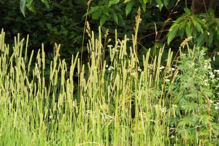 一年中花粉症のリスクが…オオアワガエリ注意