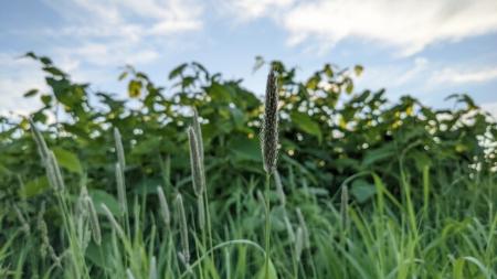 庭にオオアワガエリが生えているなら草むしりする