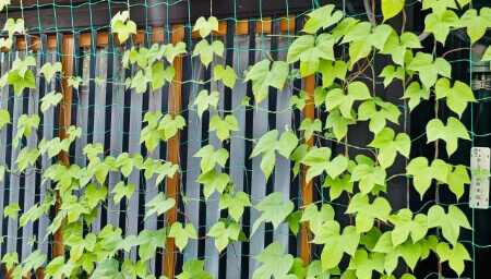 育てる楽しみもある植物でおしゃれに目隠し