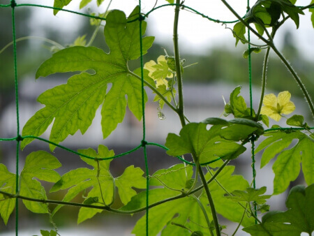 オシャレに植物でグリーンカーテンで日除けできる