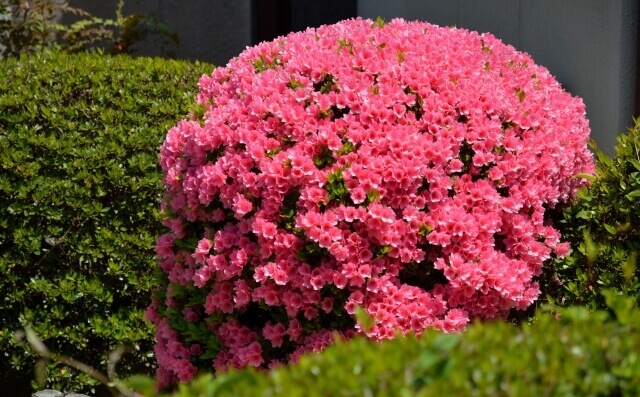 ツツジの剪定 花が咲き終わったら正しい方法でツツジを剪定しよう すまいのほっとライン