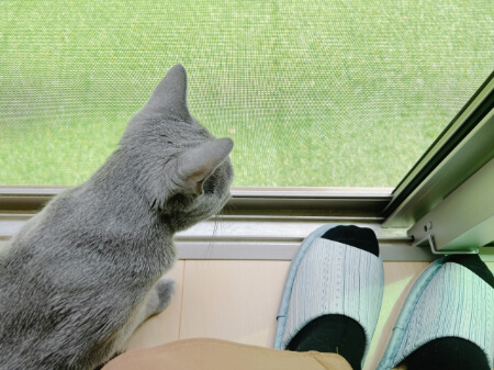 ベランダに人工芝を敷くとゴキブリが出る原因になる?