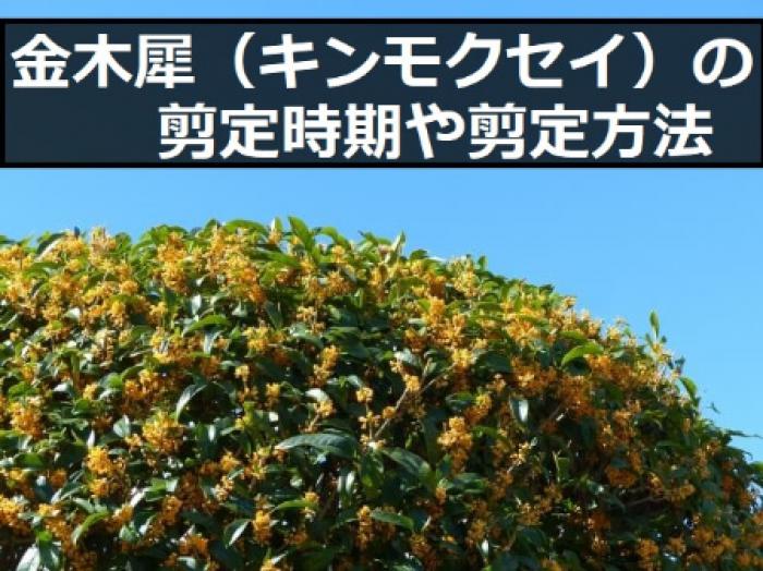 金木犀 キンモクセイ の剪定時期は2回ある キンモクセイの剪定方法やポイント すまいのほっとライン