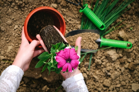 植え込みに適した植物の選び方