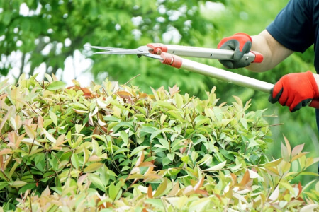 植え込みの手入れと管理方法