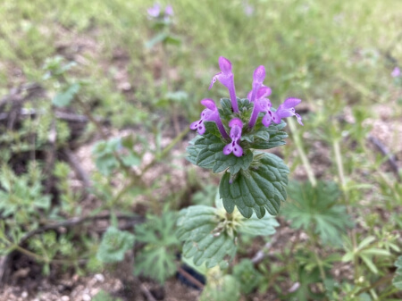 ホトケノザ 仏の座 は毒性がある ホトケノザの特徴や花言葉から除草する方法を紹介 すまいのホットライン