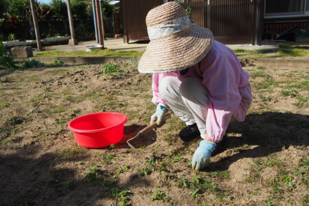 ホトケノザを除草する3つの方法