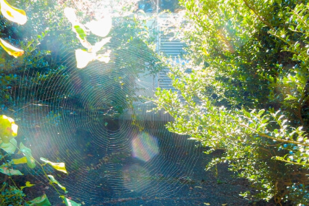 アシナガグモとは アシナガグモが家に出る原因や似てるクモや駆除方法までまとめて紹介 すまいのホットライン