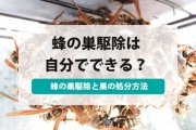 蜂の巣 駆除