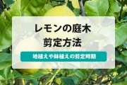 レモン の 木 剪定