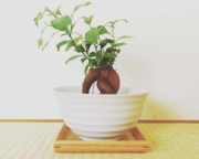 ガジュマル 植え 替え