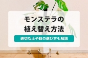 モンステラ 植え 替え