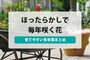 ほったらかしで毎年咲く花