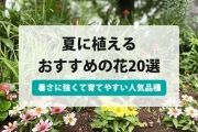 夏に植える花