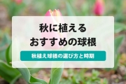 秋 植え 球根